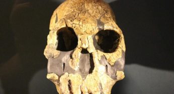 New Human Ancestor Discovered in Kenya