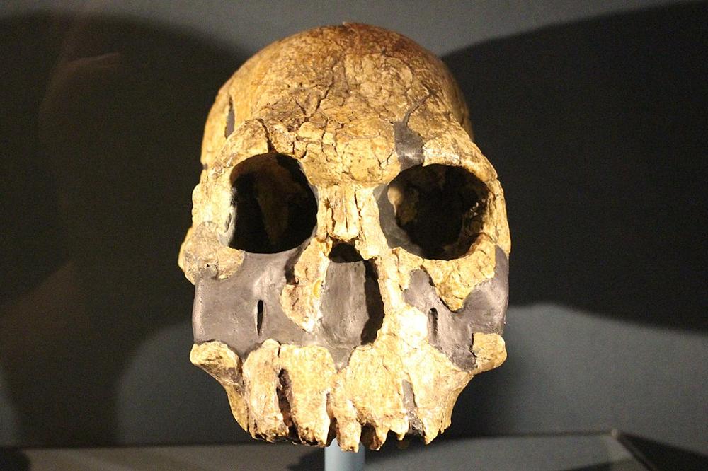 Homo rudolfensis human ancestor