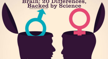 Male Brain vs. Female Brain: 20 Differences, Backed by Science