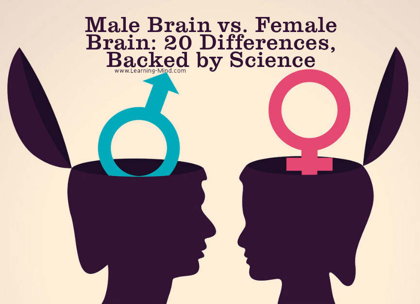 male brain vs female brain differences