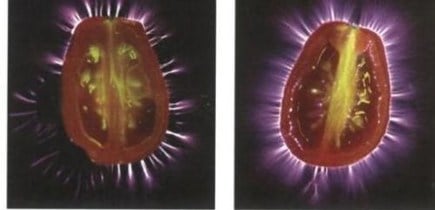 Kirlian photography aura tomatoes