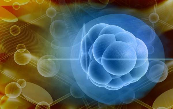 stem cells longevity