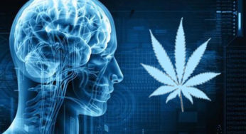 Chronic Pot Smoking Shrinks the Brain But Increases Its Connectivity