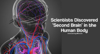 Scientists Discovered ‘Second Brain’ in the Human Body