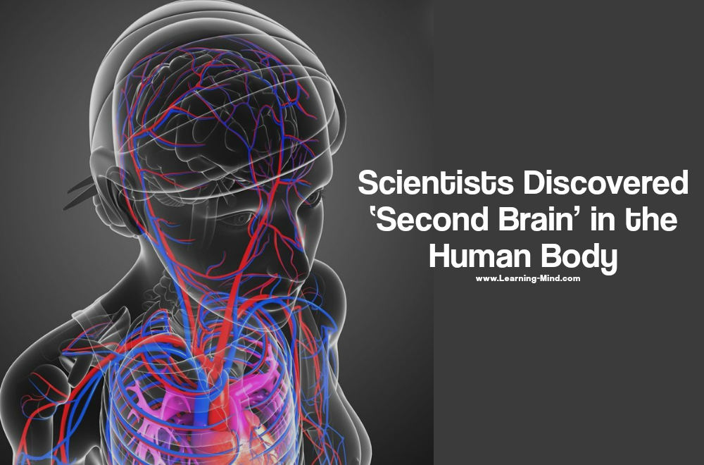 Scientists Discovered 'Second Brain' in the Human Body - Learning Mind
