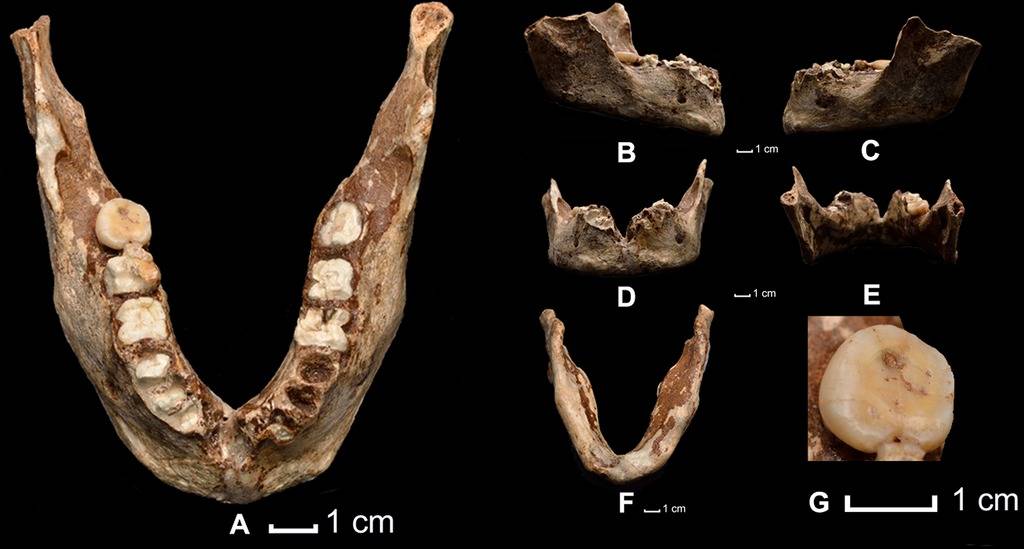 Ancient Human Fossilsin laos unknown human species