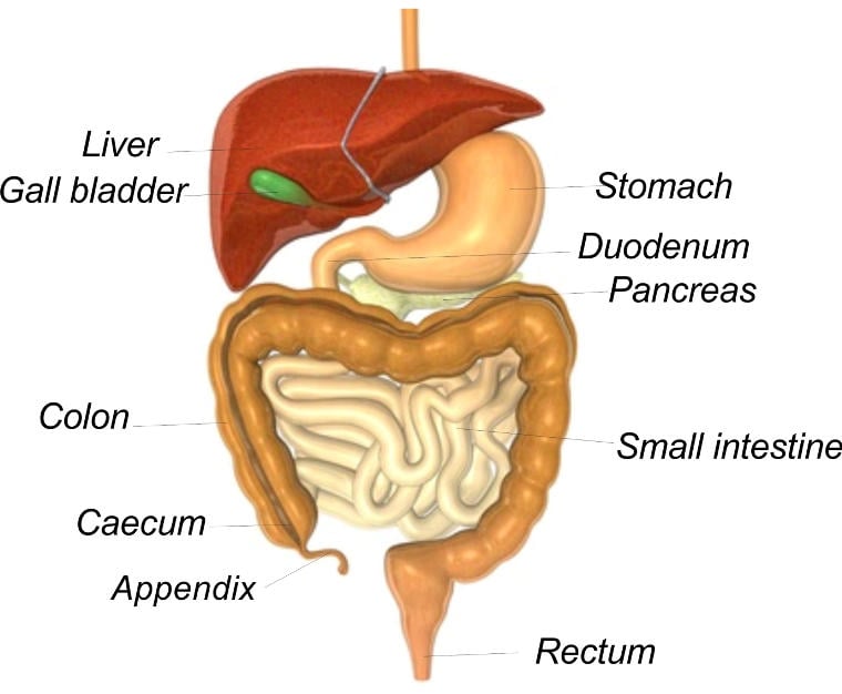 digestive system lack of sleep