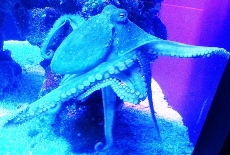 Read more about the article New Genetic Research Finds That Octopuses Might Be Aliens!
