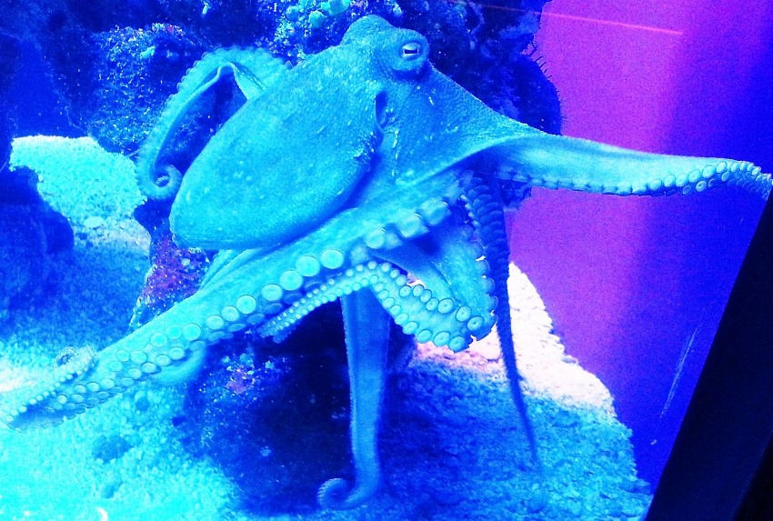 octopuses might be aliens
