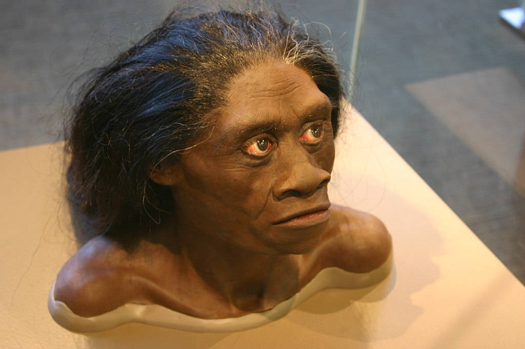 real-life hobbits Homo floresiensis