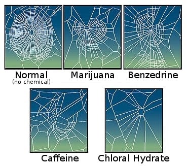 spiders on drugs