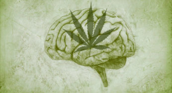 Occasional Use of Cannabis Affects Brain Regions Responsible for Emotions and Motivation
