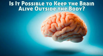 Is It Possible to Keep the Brain Alive Outside the Body?