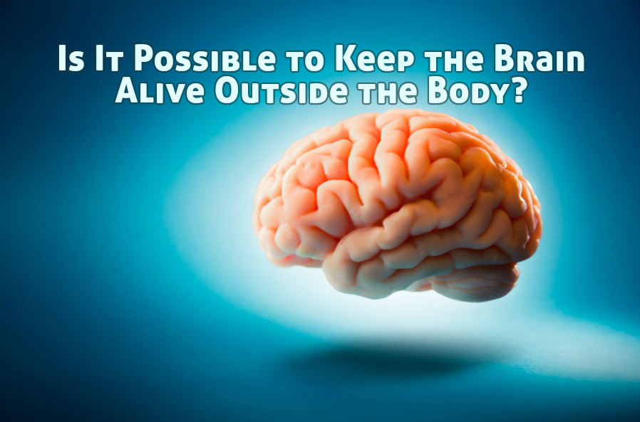 is it possible to keep the brain alive outside the body
