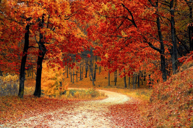 Read more about the article Why a Road Less Traveled Will Take You to Your Life Purpose