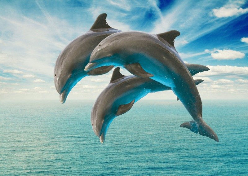 olphins exhibit human communication patterns