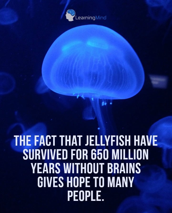 The fact that jellyfish have survived for 650 million years without brains gives hope to many people