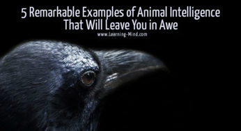 5 Remarkable Examples of Animal Intelligence That Will Leave You in Awe