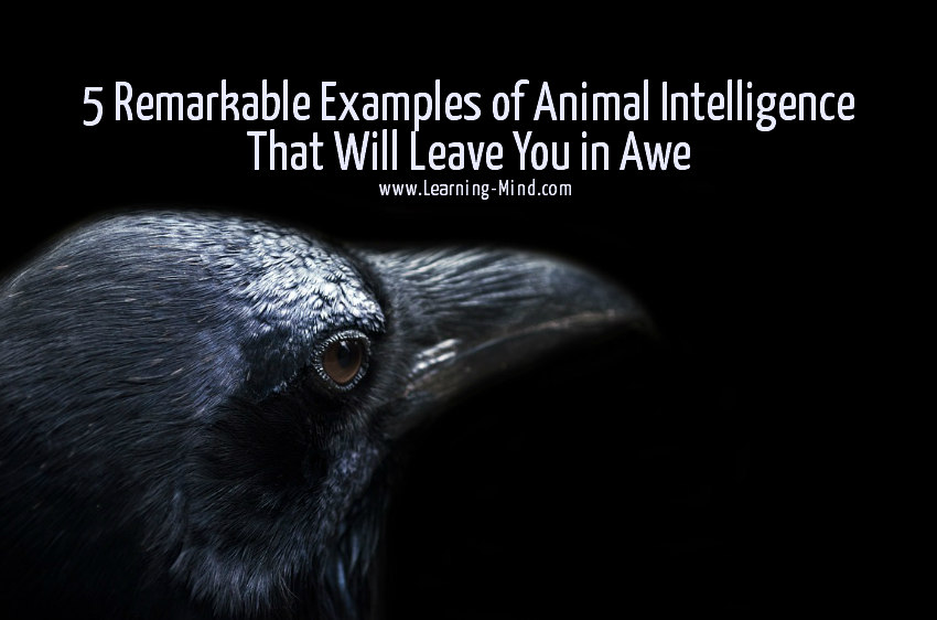 animal intelligence