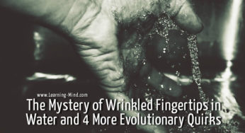 Why Do We Get Wrinkled Fingertips in Water? Evolutionary Quirks Explained