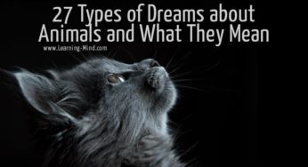27 Types of Dreams about Animals and What They Mean