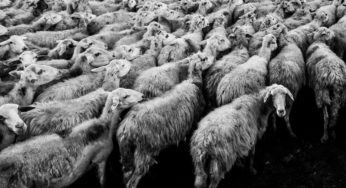 5 Examples of Herd Mentality and How to Avoid Falling into It