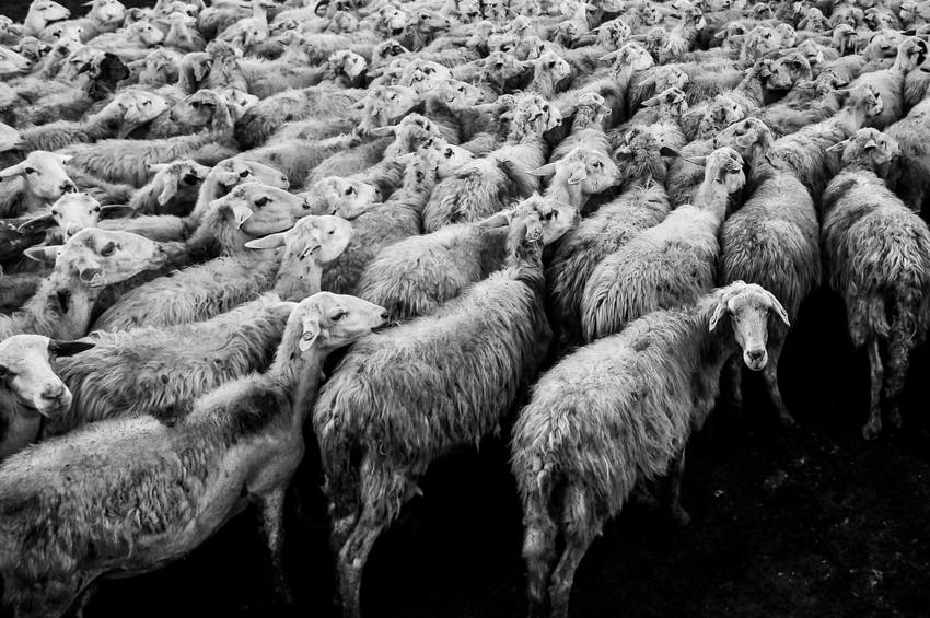 herd mentality