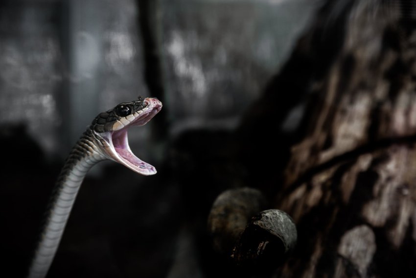 Dream of Black Snake (9 Reasons + Meaning) - Practical Psychology