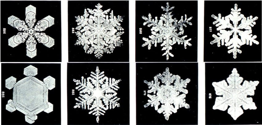 snowflakes under a microscope