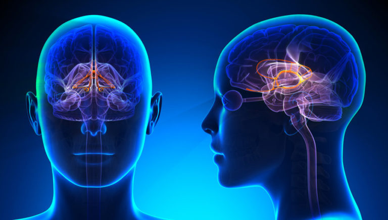 Read more about the article 5 Amazing Facts about the Human Brain and Memory