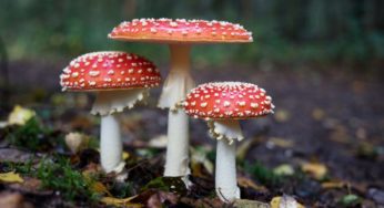 Study Shows Mushrooms Can Learn, Make Decisions & Function as Individuals