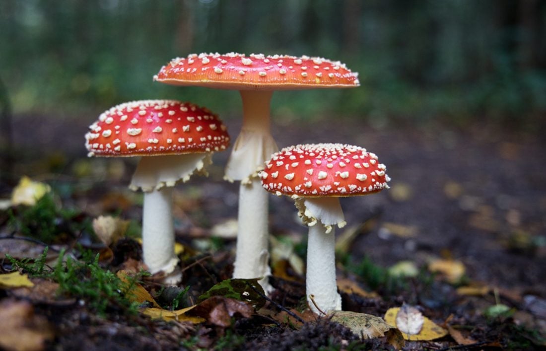 Study Shows Mushrooms Can Learn, Make Decisions & Function as Individuals